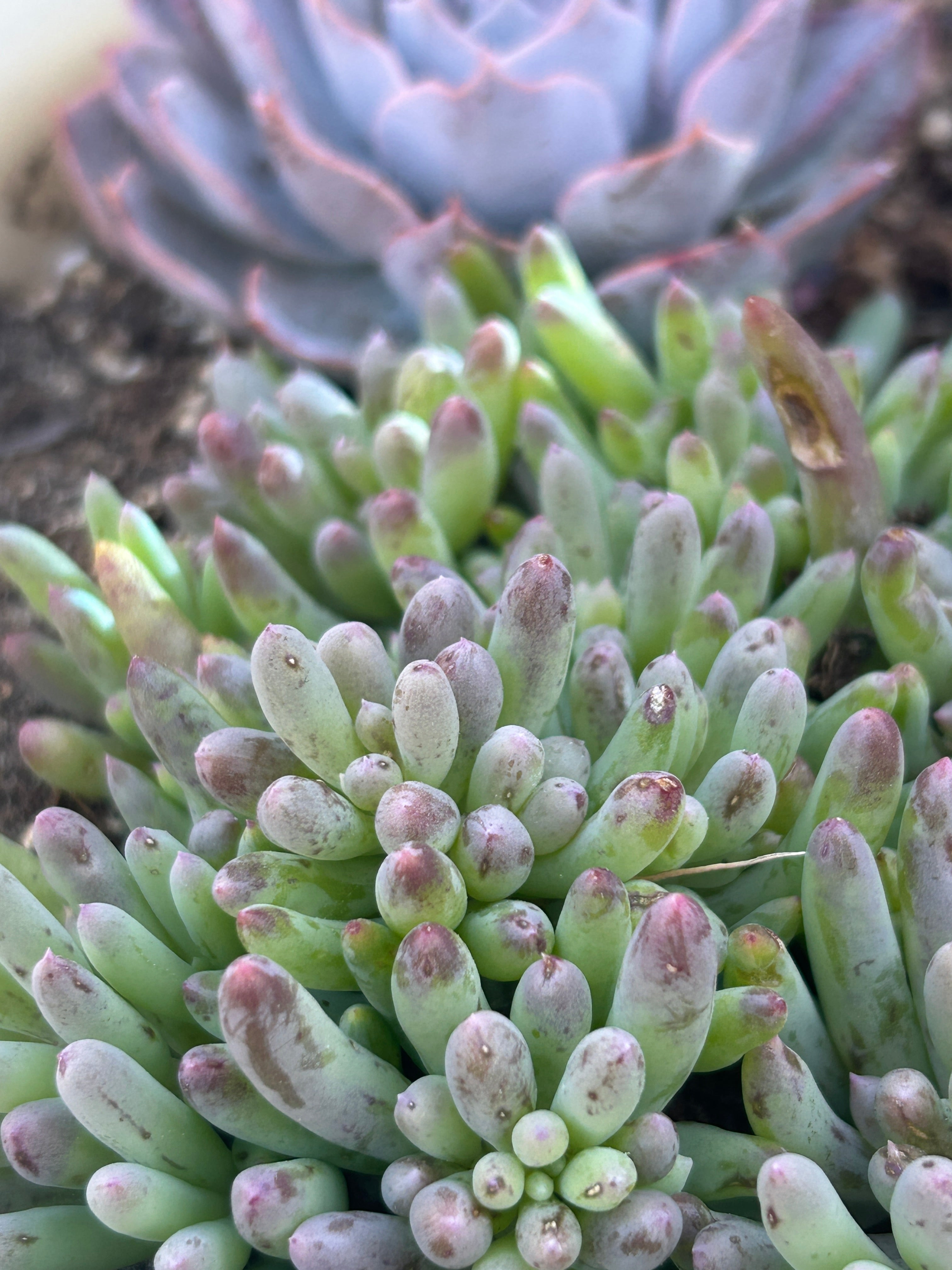 Jelly Bean Sedum